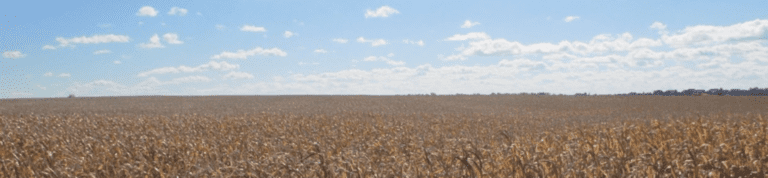 Recent Farm Sales 8 a field of wheat under a blue sky