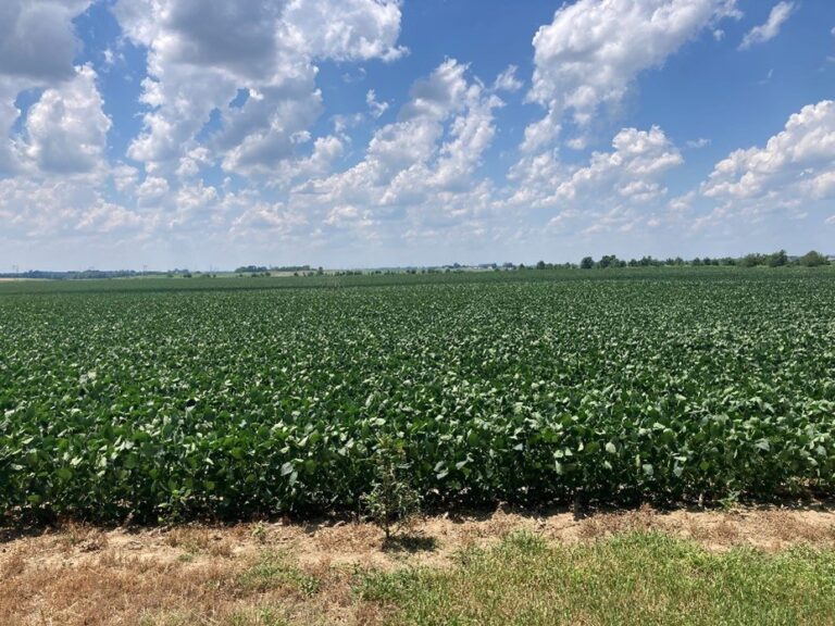 Recent Farm Sales 4 a field of green plants